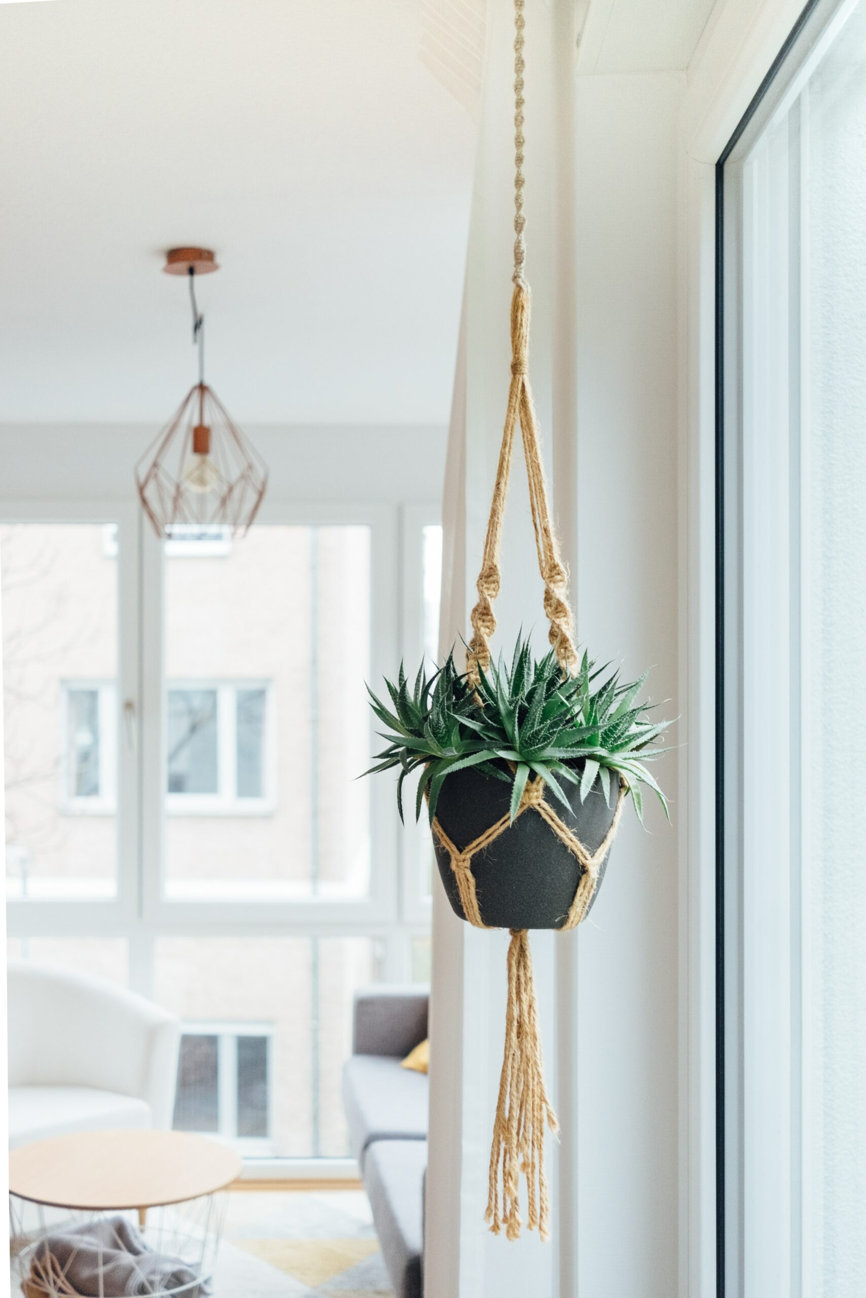 petina-julius-interiors-hanging-plants