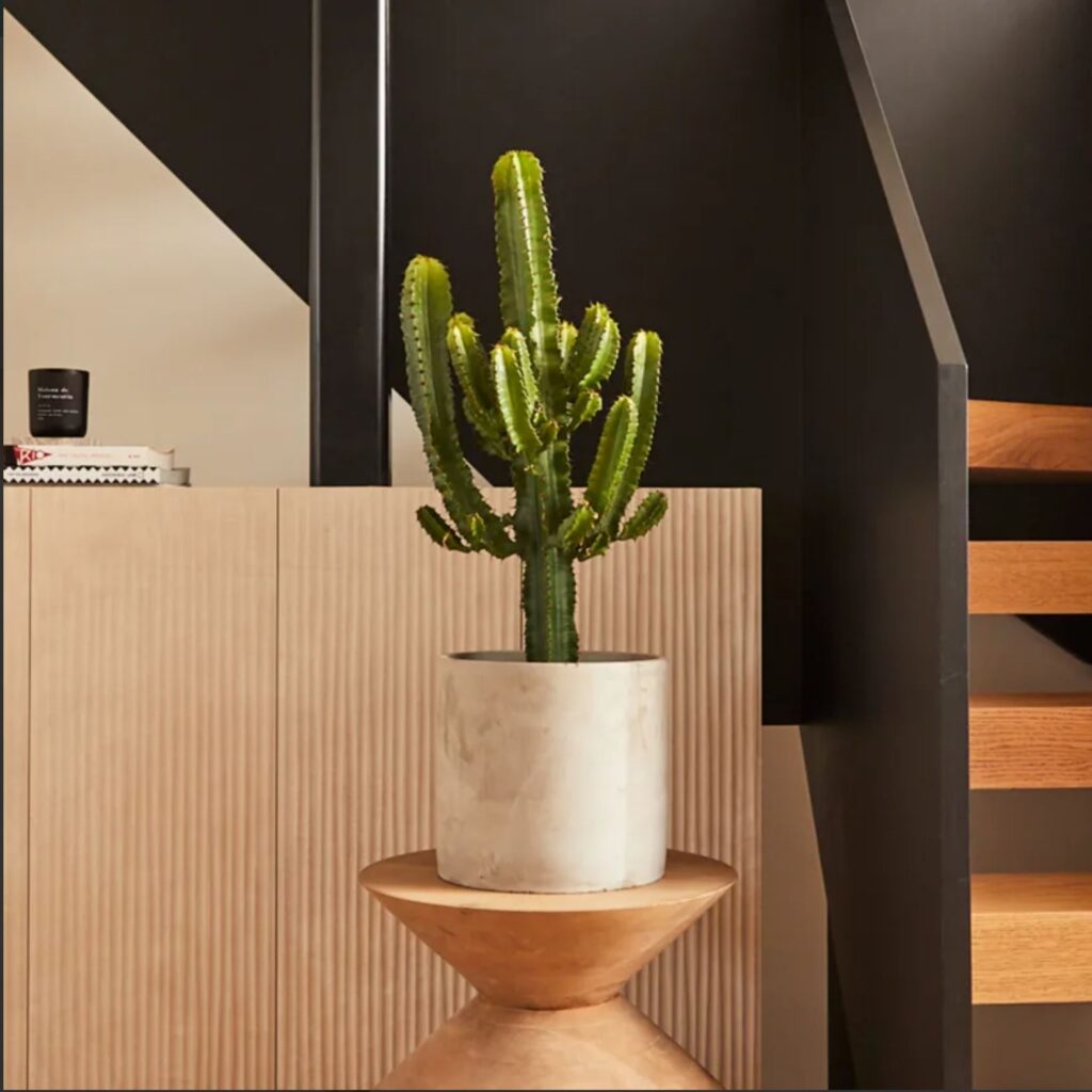 Cacti as a structural element.
