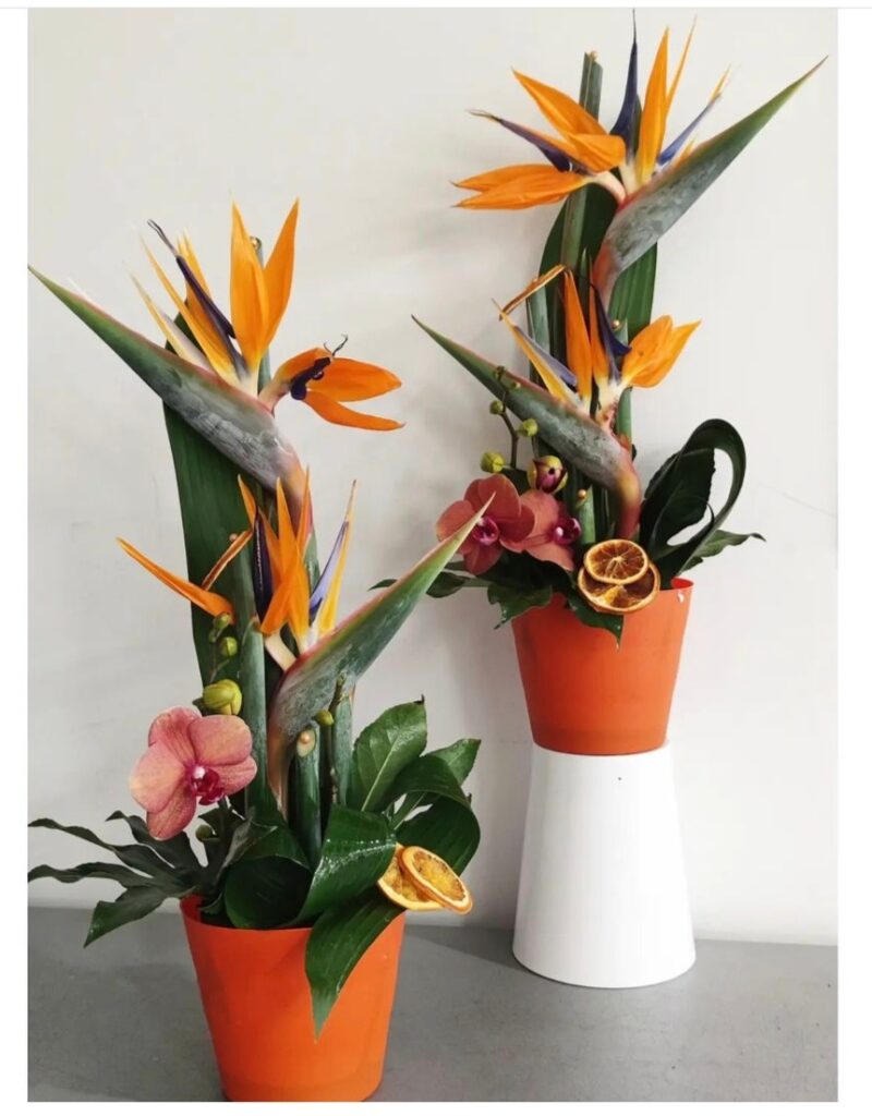 Bird of Paradise adds a topical feel to a space.